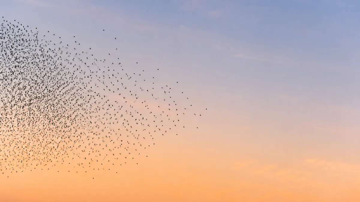 Dense flock of starlings thinning into open apricot-colored sky