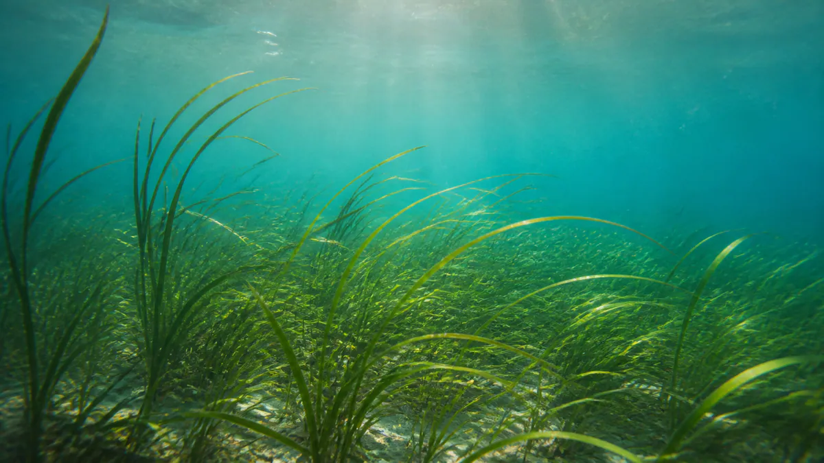Sunlight filters through turquoise water above a green eelgrass meadow.