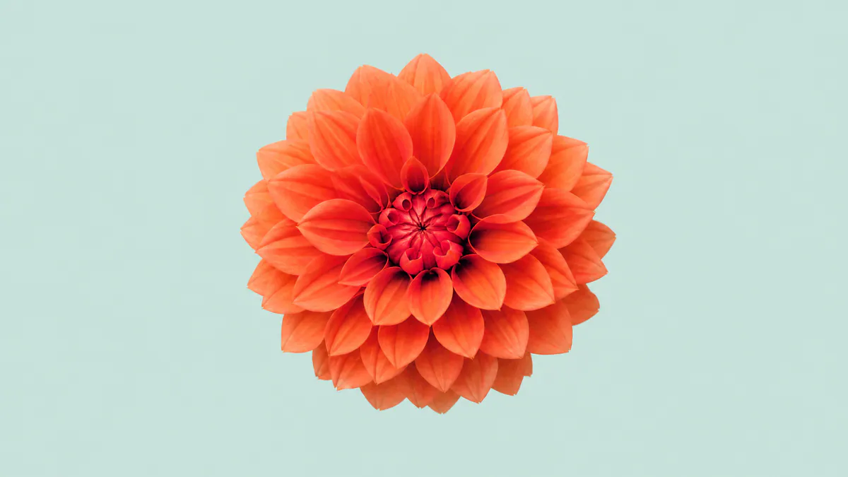 A coral-orange dahlia shows deep indigo shadows across its petals against a pale mint background.