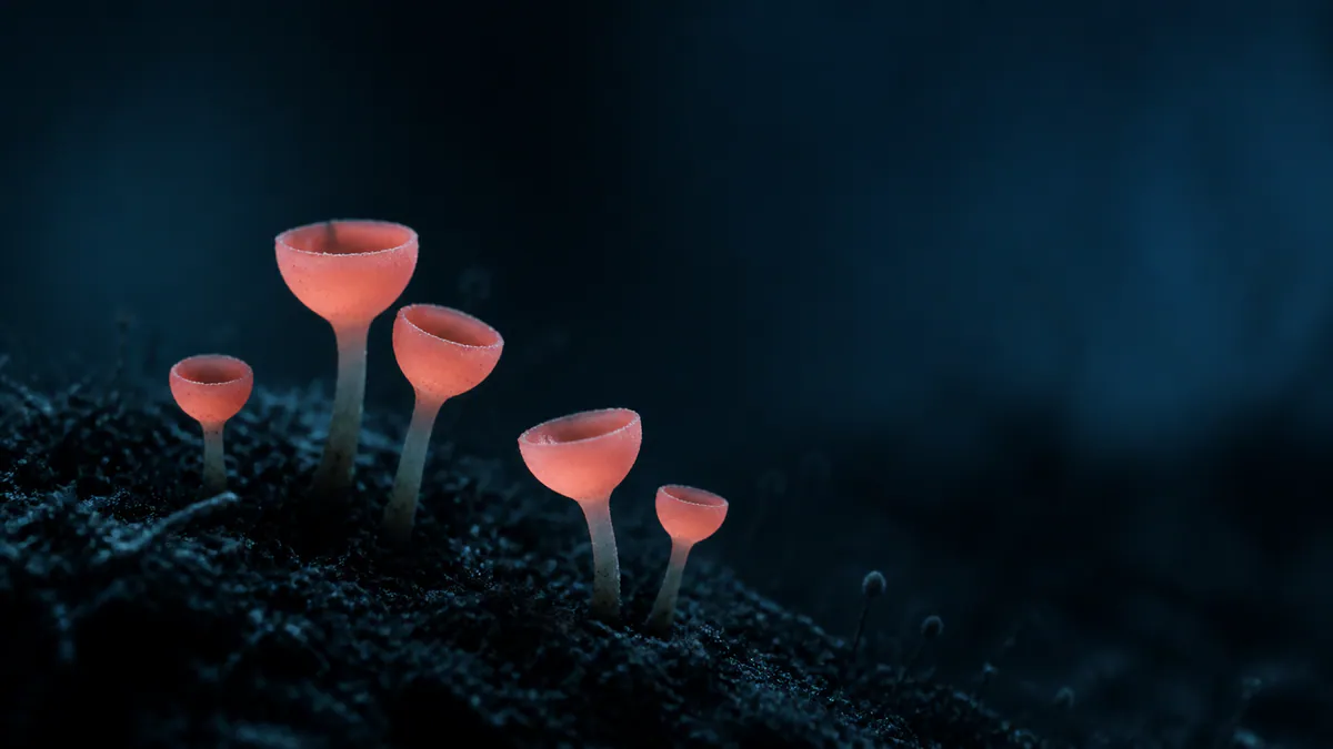 Five coral-pink cup fungi glow softly above a charcoal forest floor against a deep blue background.